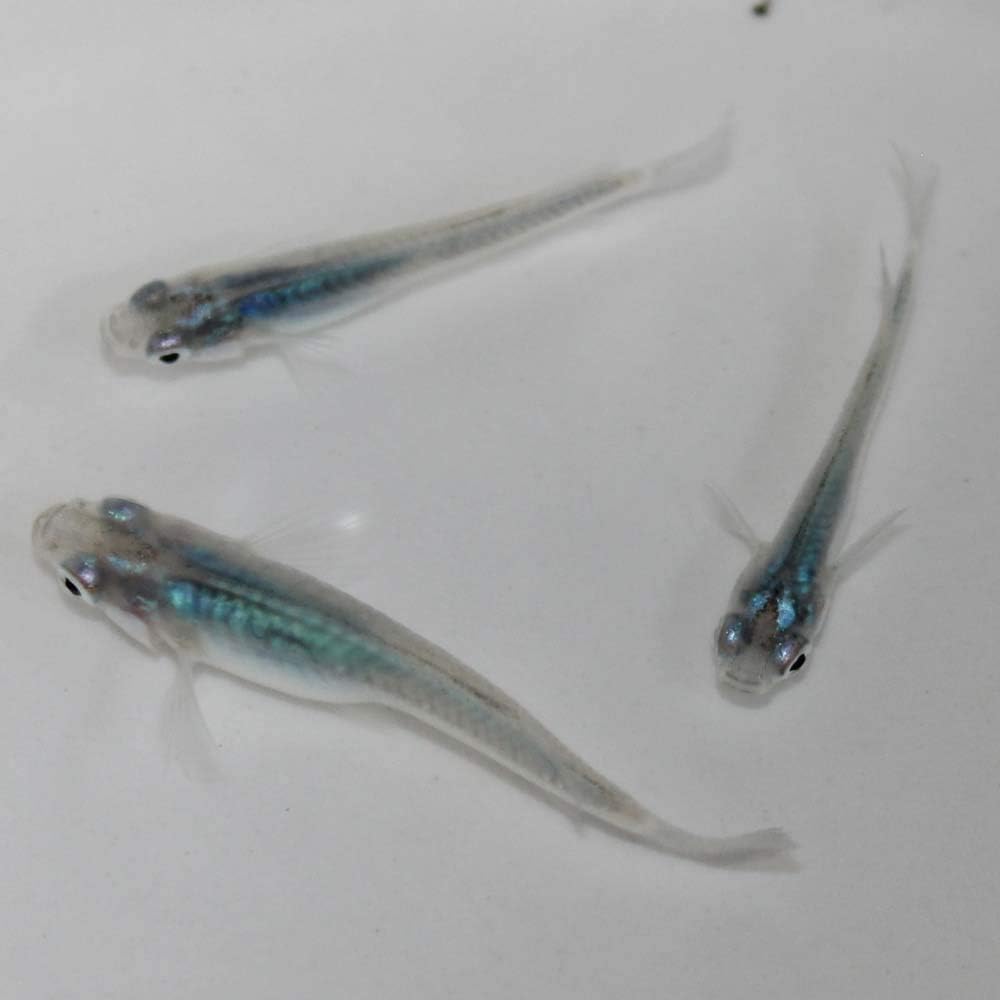 めだか 生体 マリンブルー 深海メダカ M L 2 5 4cm 種親サイズ 5匹 幹之系 ミユキ 青 ノーブランド品 観賞魚 水中生物 通販 Amazon