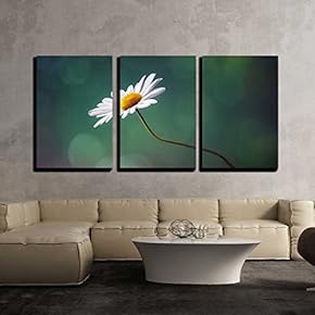 3 Piece Canvas Wall Art - Daisy or Camomile Isolated Nature Background - Modern Home Art Stretched and Framed Ready to Hang - 16"x24"x3 Panels