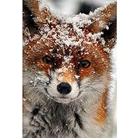 DIY 5D Diamond Painting by Number Kit for Adult,Full Diamond Piture Rhinestones by Number Kits Fox 11.8x15.7in 1 Pack by SingyaBRA
