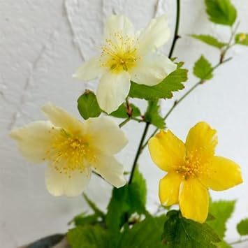 Amazon ヤマブキ 山吹 吹雪錦3 5号ポット 2株セット 花が2色の咲き分けで 葉にも少し斑が入る 花