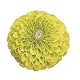 Burpee Envy Zinnia Seeds 150 seeds