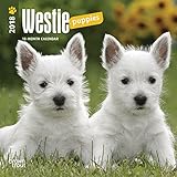 West Highland White Terrier Puppies 2018 7 x 7 Inch Monthly Mini Wall Calendar, Animals Dog Breeds Terrier Puppies (Multilingual Edition) by
