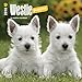 West Highland White Terrier Puppies 2018 7 x 7 Inch Monthly Mini Wall Calendar, Animals Dog Breeds Terrier Puppies (Multilingual Edition) by