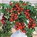 Red Robin Cherry Tomato 250 Seeds UPC 646263363232 + 4 Plant Markers - Ultimate-Patio-Tomato