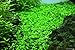 Potted Monte Carlo (Micranthemum) - Easy Carpet Aquarium Plant by West Coast Aquatics