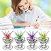 Air Plant Containers,Coobbar 10pcs Air Plant Stand Airplant Container Tillandsia Holder Stainless Steel Plant Display Racks,Tillandsia Plant Display Stand Racksthumb 2