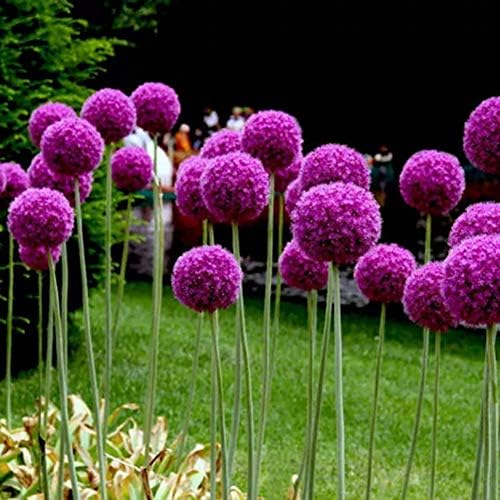 LFOEwpp7 Unique Giant Onion Seeds, Allium Giganteum Flower, Garden Bonsai Plants Home Decor 100Pcs Pink Giant Onion Seeds