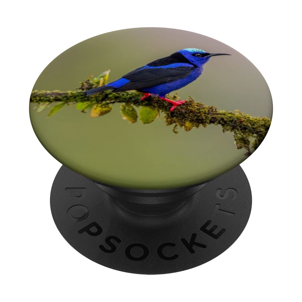 Kiwi Bird PopSockets Swappable PopGrip