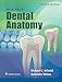 Woelfels Dental Anatomy