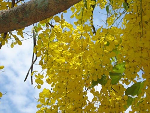 Indian Laburnum (Cassia Fistula) - 20 Seeds - Beautiful Tree with Thousands of Yellow Flowers, Also as Container Plant