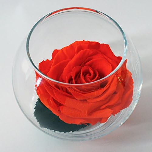 Luxe Bloom Single Lasting Luxury Rose - Tangerine