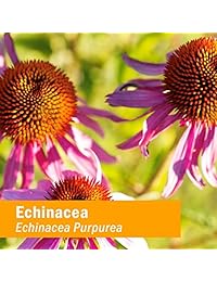 Herb Pharm Kids Certificado Orgánico, GLCHILD01, 1 Ounce, 1