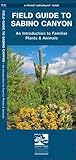 Sabino Canyon, Field Guide to: Pocket Naturalist Guide (A Pocket Naturalist Guide) by 