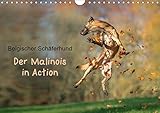 Belgischer Schäferhund - Der Malinois in Action (Wandkalender 2019 DIN A4 quer): Der Kalender für by 