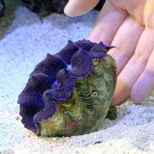 Amazon サンゴ ヒメシャコガイ ブルー ｍサイズ ブリード １匹 北海道 九州 沖縄航空便要保温 Charm チャーム 観賞魚 水中生物 通販