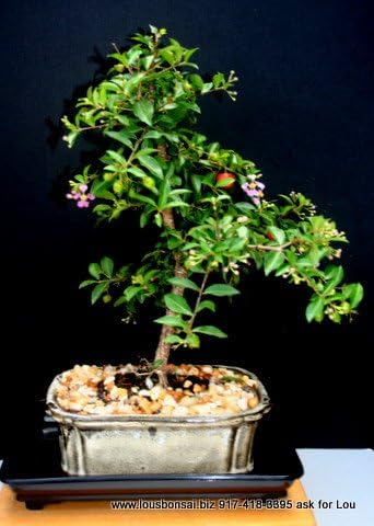 Indoorbonsaiandexotics indoor Large cherry bonsai tree for beginners (indoors)