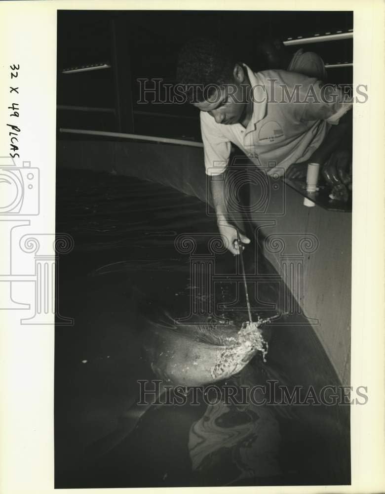 Historic Images - 1989 Press Photo Jose Vega Feeds Nurse Shark at Aquarium of The Americas