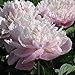 Peony Lady Alexander Duff - 1 Healthy 3/5 Eye Peony Root Plant - FRAGRANT!