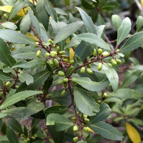 Maytenus Magellanica Seeds Amazon.de Garten