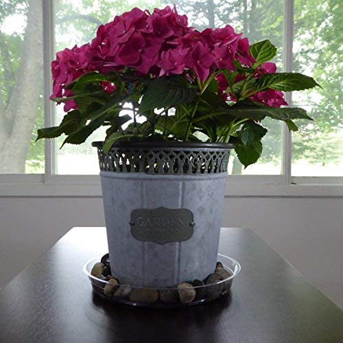 2 YOUniversal+Products+Clear+Plant+Saucers