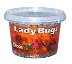 Orcon LB-C1500 Live Ladybugs, Approximately 1,500 Count