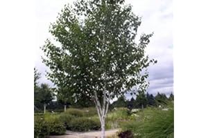 White Birch Tree Seeds (Betula papyrifera) 100 Seeds - Growing Zones 2-8 Comes with Growing Instructions