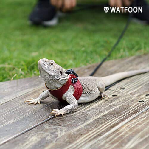 WATFOON Adjustable Bearded Dragon Harness Leash Pet-Friendly Leather Collar, 3 Pack (Different Size S, M, L) Reptile Lizard Leash for Reptiles Amphibians and Small Pet Animals, 5 Color Option (Red)