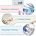 ISOLAB USA - 4 Pieces Premium Set of Laboratory Plastic Beaker With Handle, High Clarity, Polypropylene, Raised Graduations, Autoclavable, Lab Pitchers, (Beakers w/Handle, 4)