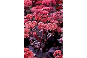 120 Sedum Stonecrop Red Moss Flower Seeds : Seeds in The Packet