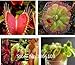 Home & Garden 100 Mix Carnivore Carnivorous Pack Species Seeds - Venus Flytrap & Sundews Bulk Seed Pack Verieties Bonsai Flowe
