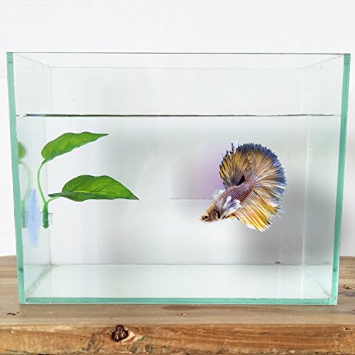 betta leaf pad