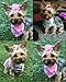 Yagopet 50pcs/Pack Cute Rhinestone Pearls Flowers Dog Hair Bows Mix Styles Grooming Accessories Mix Colors Rubber Bands