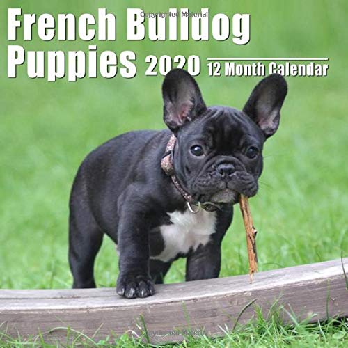miniature french bulldog breeders