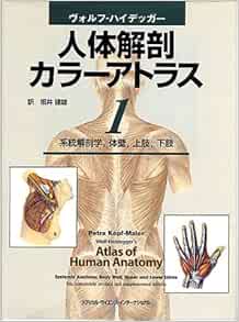 ヴォルフ ハイデッガー 人体解剖カラーアトラス 1 系統解剖学 体壁 上肢 下肢 9784895923002 Amazon Com Books