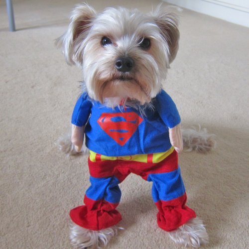 Pet Supplies, Dogs, Apparel & Accessories, Costumes