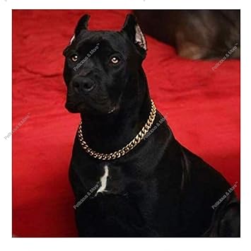 Petlicious & More Brass Diamond Cut Dog Choke Chain Show Collar (22 Inch)