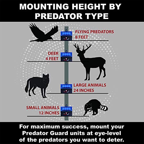 Solar Powered Predator Deterrent Light Scares Nocturnal Nuisance