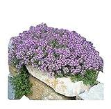 20,000 Creeping Thyme Seeds - Wonderful Gound Cover