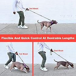 Bingo's No Pull Dog Training Combo for Medium Dogs