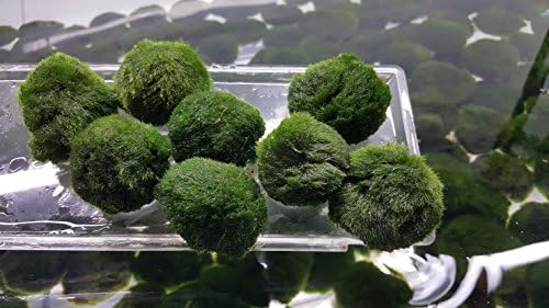 10x XL Marimo Moss ball Freshwater for aquarium planted tank