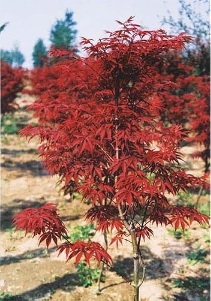 Trees Garden Outdoors Bonsai 1pack Of 25 Seeds Red Maple Acer Rubrum 25 Seeds Tree Seeds Online Ornamental Tree