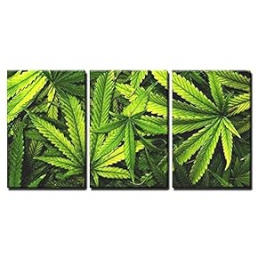 Cannabis Texture Marijuana Leaf Pile Background with Flat...