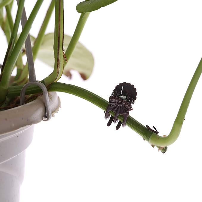 Ycncixwd 100 Unidades orquídeas de Flores de Margaritas Clips de ...
