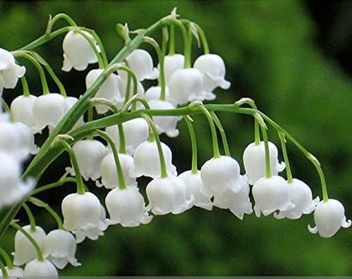 Solution Seeds Farm Rare Heirloom White Lily of the Valley Convallaria majalis Perennial Flower Seeds, Professional Pack, 50 Seeds / Pack, Very Beautiful