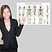 Skeletal System Anatomical Chart - Laminated - Human Skeleton Poster 18 x 27 (Horizontal)