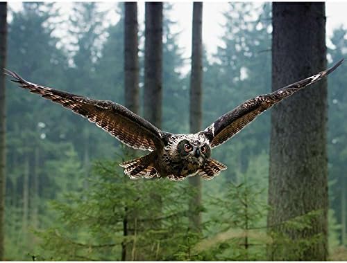 Owl flying F1 - Wildlife Animal Art Print Poster Wall Decor Home Decor(40x30inches)