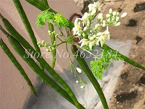 5 pcs/bag Indian Moringa Bonsai, Edible Ornamental Flores, Home Garden Plant, Outdoor Garden Tree Plantas for Flower Pot Decor : 2