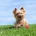 2020 Yorkshire Terriers Calendar 16 Month 12 x 12 Wall Calendar by Bright Day Calendars (Terriers Collection) (Yorkshire Terriers 2019)