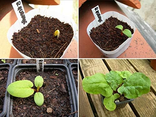 Victoria ruibarbo, Rheum semillas-9-Rhubarb: Amazon.es: Jardín