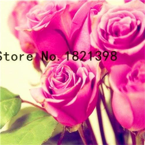 PlenTree 50pcs/Bag Orange Rose Tree Seeds, Rare Color, Gorgeous, Pleasant-Smelling Fragrant Bonsai s for Home: 2